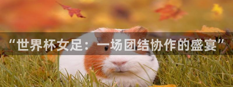 世界杯直播在线观看入口:“世界杯女足:一场团结协作的盛宴”